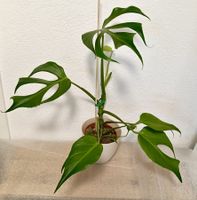 Monstera Burle Marx Flame