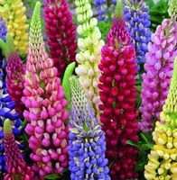 Stauden-LUPINE (Lupinus polyphyllus) mehrjährig / 10 Samen