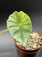 Alocasia Nebula (1-1)