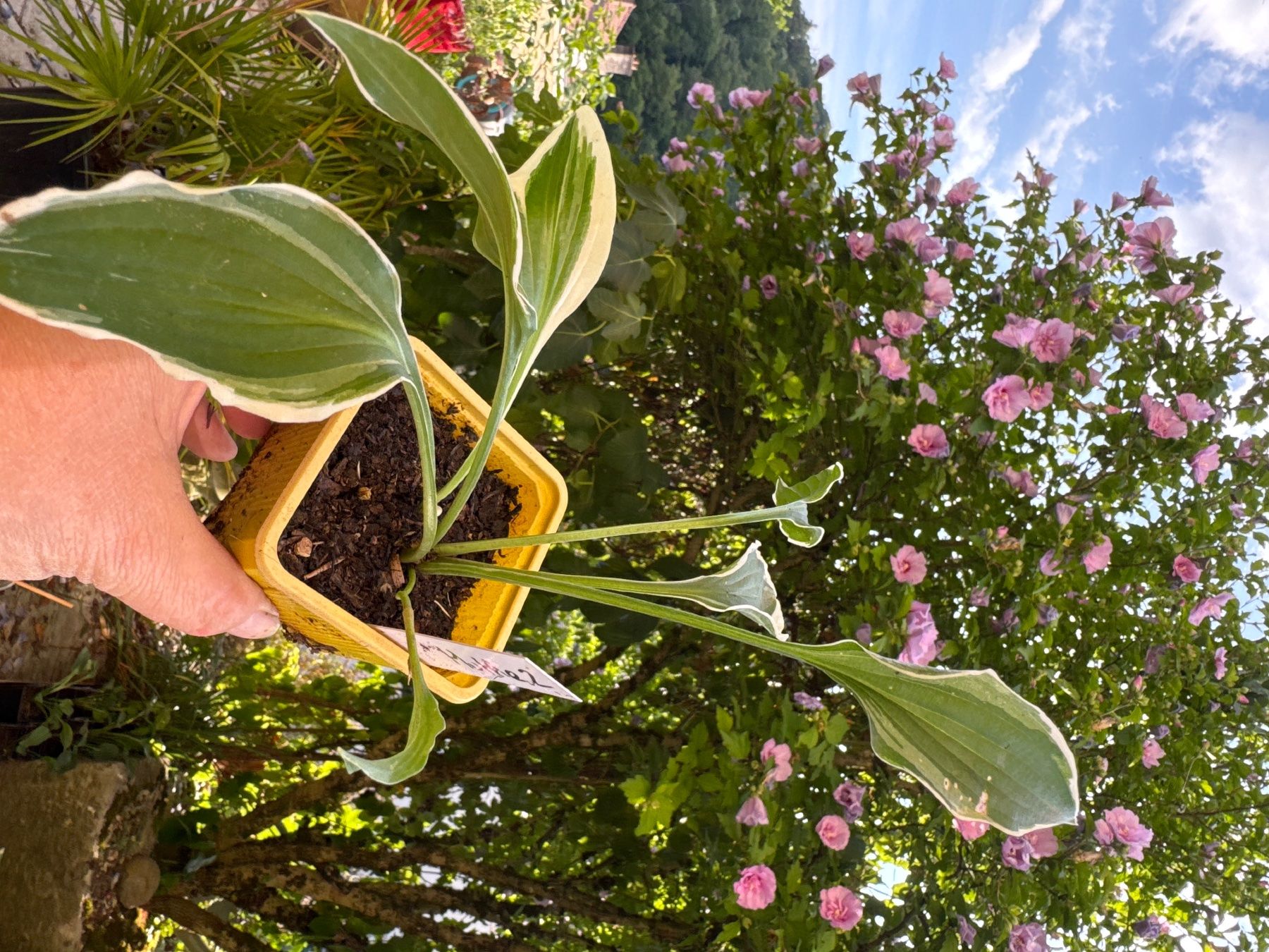Piante & sementi: Hosta muffie 2 – Usato da Lajoux JU venduto da Briard0 1