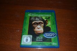 Schimpansen