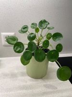 Pilea / Chinese Money Plant in Stylish Cream Ribbed Pot