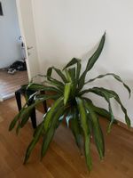 Dracaena fragrans ca. 1.3mø