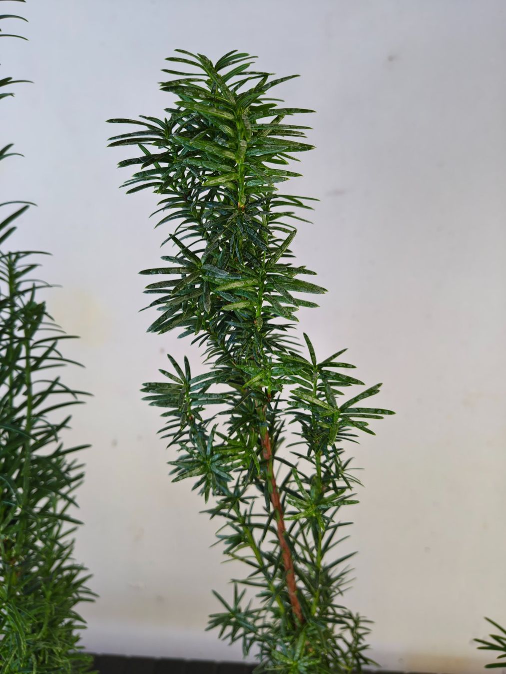 Piante & sementi: Eibe Taxus baccata – Nuovo (secondo la descrizione) da Uerkheim venduto da Justi.y 2