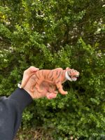 Tiger Spielfigur, Kunststoff, für kleine Abenteurer!