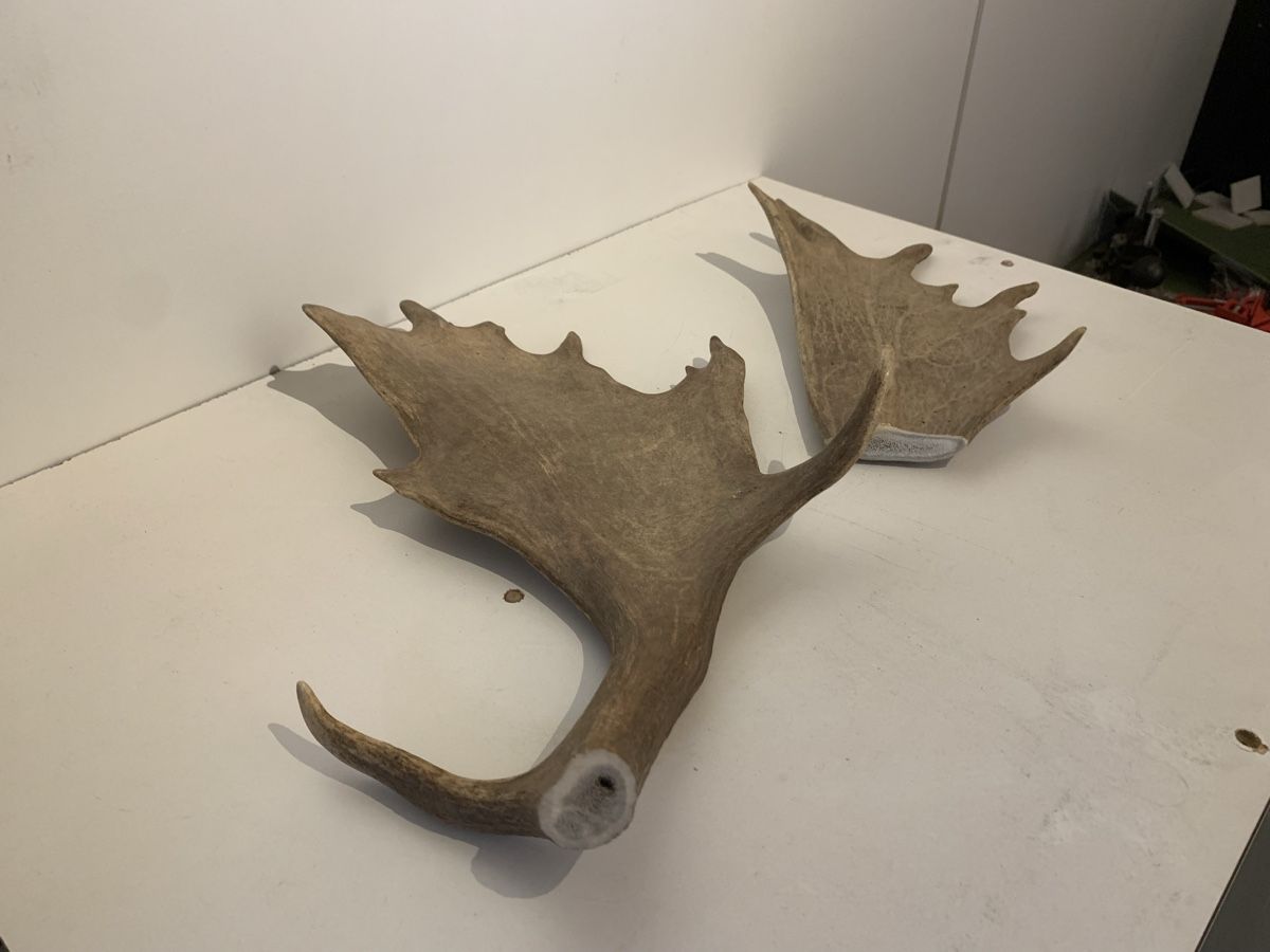 Welt der Tiere: 2 Elchgeweihe – Gebraucht aus Reinach BL von noah_mith 2