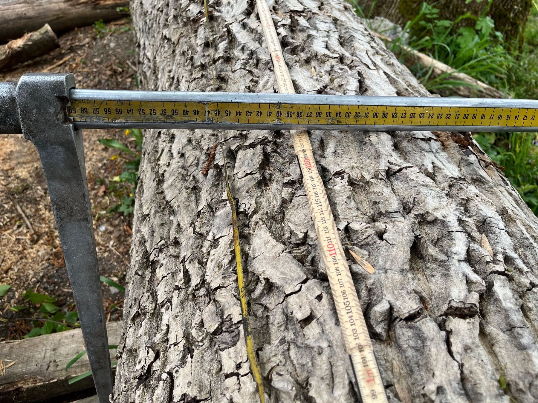 Articoli in legno: Nussbaumstamm, Bretter, Bohlen, Tisch – Nuovo (secondo la descrizione) da Nürensdorf venduto da Peterhakab 8