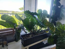 Philodendon plowmanii/gloriosum Pflanzkasten