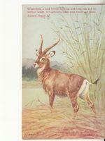Motivkarte Waterbok 1912 mit ST Mollis