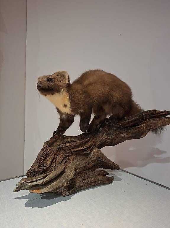 Il mondo degli animali: Marder tiefgefroren oder präpariert – Usato da Trimmis venduto da zaw_cz6b