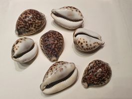 Ciprea (Cypraea tigris)