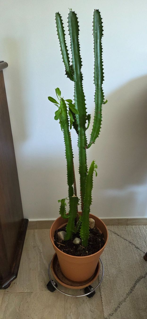 Plantes & graines: schöner Kaktus mit Blätter – D'occasion à Würenlos par ir_ga 4