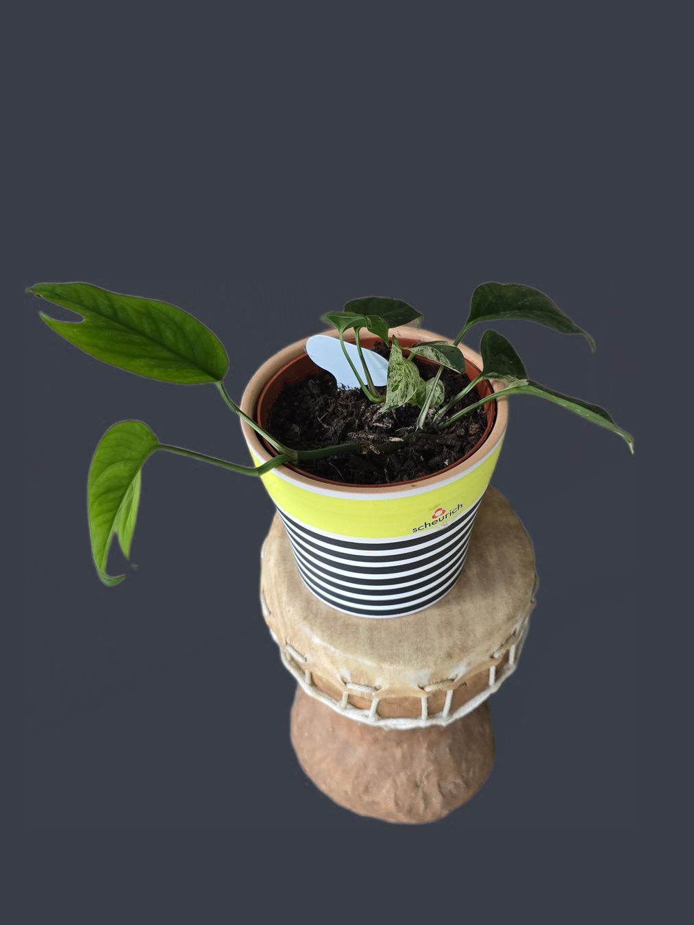 Pflanzen & Samen: Epipremnum 'Marble' Variegata – Neu (gemäss Beschreibung) aus Aarburg von Glitzerzauber 2