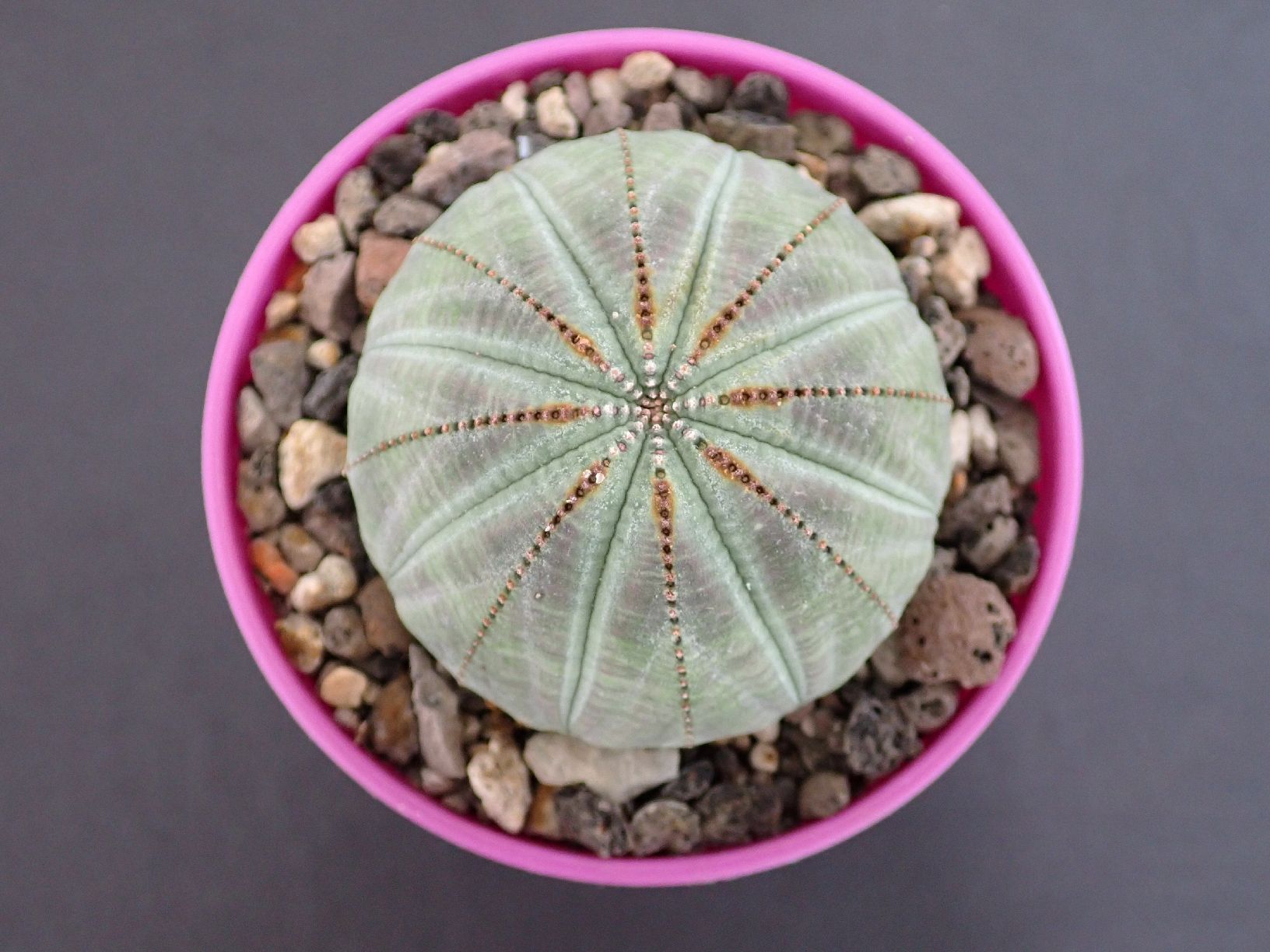 Piante & sementi: Euphorbia obesa  – Usato da Comano venduto da che_8lc2 1