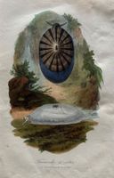 handkolorierter Stahlstich 1843 - Fissurelle à côtes