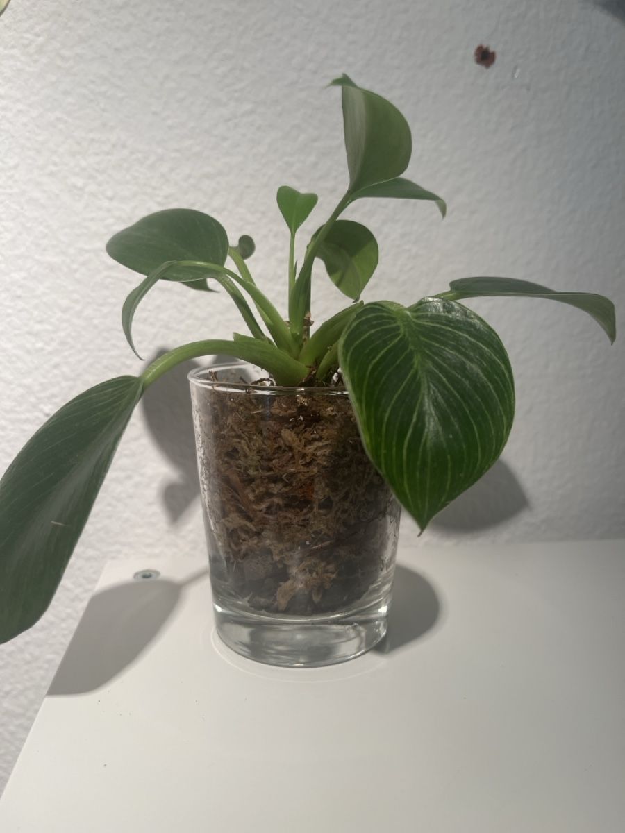 Piante & sementi: Philodendron birkin  im Glas 🌱🤩 – Usato da geroldswil venduto da Ahornblatt70