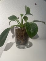 Philodendron birkin  im Glas 🌱🤩