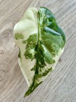 Alocasia Frydek Variegata – well rooted High Variegation 💚