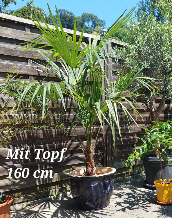 Grosse Tessiner Palme Kaufen auf Ricardo