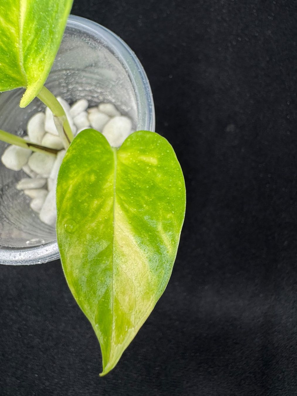 Plantes & graines: Epipremnum aureum 'Teruno Valencia' – Neuf (Voir description) à Bühler par googelibear 4