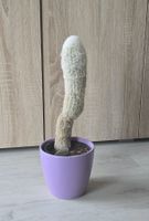 Kaktus Greisenhaupt Cephalocereus senilis im lila Topf