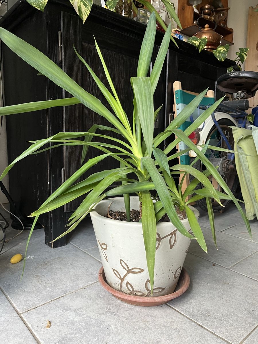 Piante & sementi: Zimmerpflanze inkl. Blumentopf mit Untersetzer – Usato da Tuggen venduto da wir_pds8