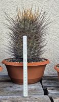 Lobivia ferox Altpflanze