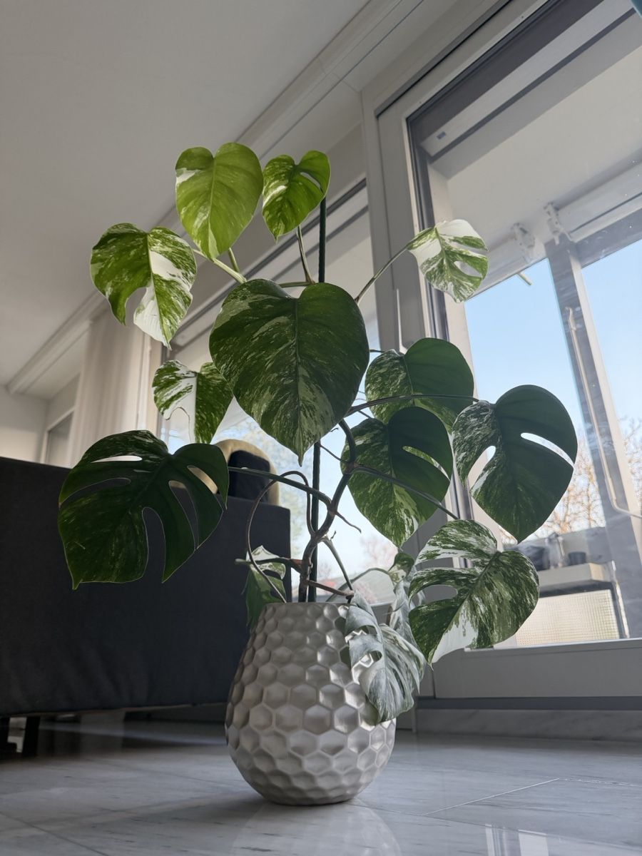 Piante & sementi: Monstera Deliciosa Albo Variegata – Nuovo (secondo la descrizione) da Bolligen venduto da RicardoKinga