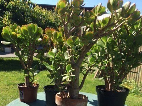 Pflanzen & Samen: Crassula ovata – Neu (gemäss Beschreibung) aus Vinelz von Wellensittich55 4