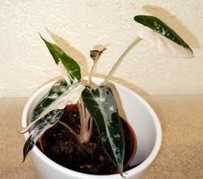 Alocasia Bambino Pink Variegata