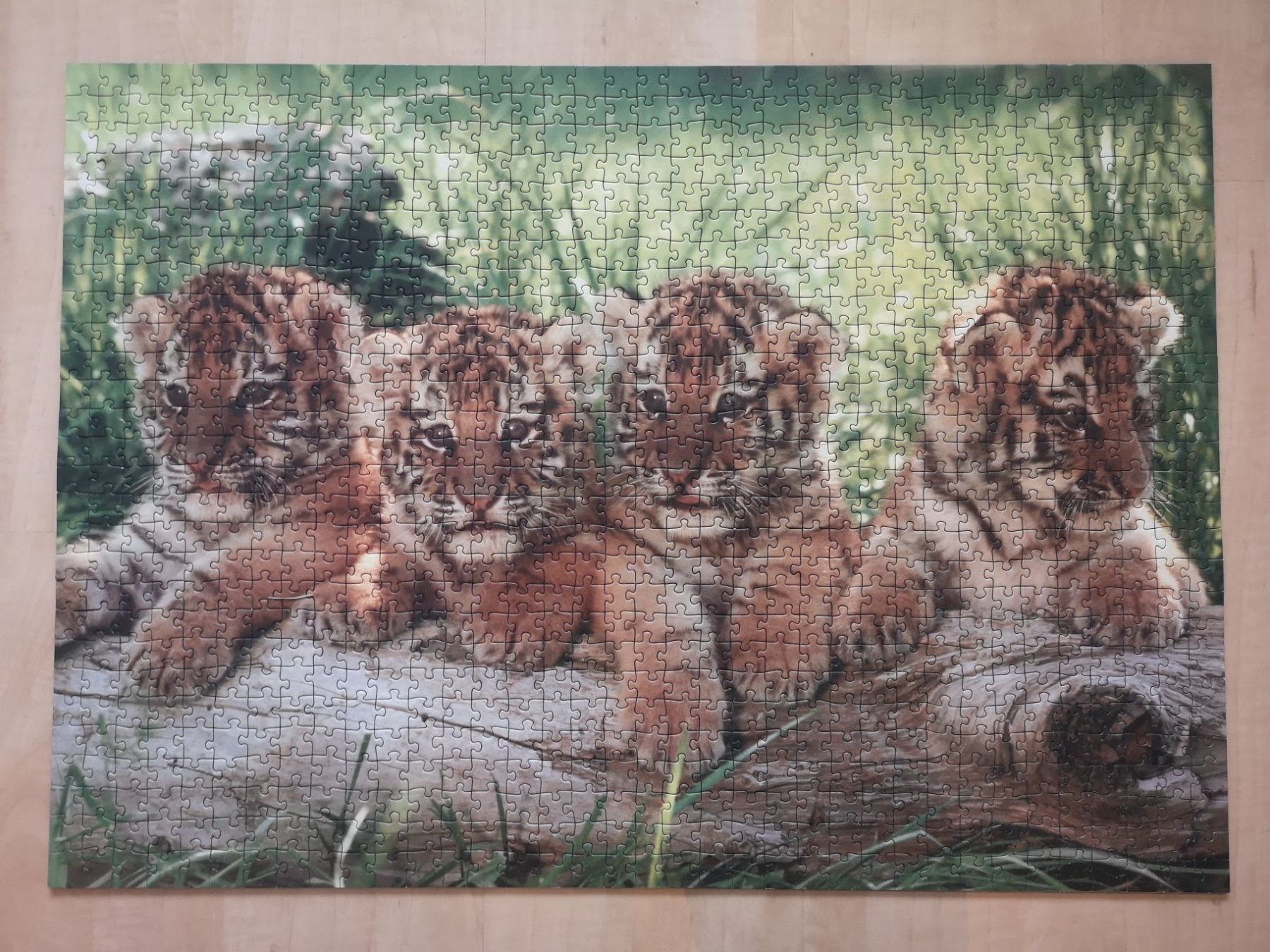 Ravensburger Puzzle: Wild Cats - Ravensburger Puzzle 100 Teile – Usato da Zug venduto da Sunshine_113 1