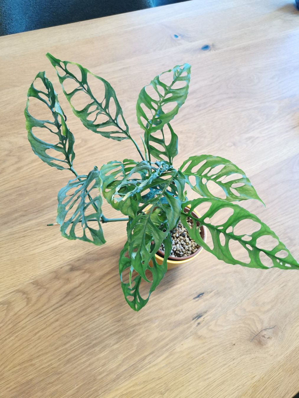 Piante & sementi: Monstera Obliqua Peru – Usato da Malters venduto da frlm 2