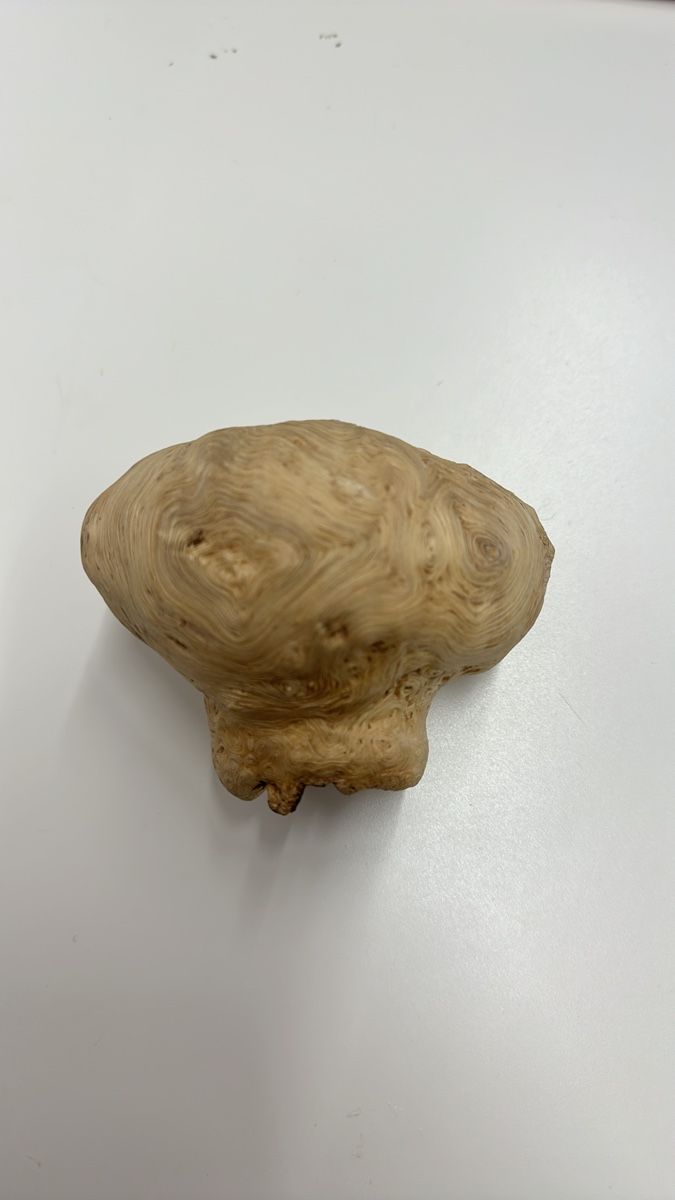 Alle Dekorationen: Wunderschöner Baumperle Dekoartikel🍄🍄🍄 – Gebraucht aus Niederlenz von dil_m8z8
