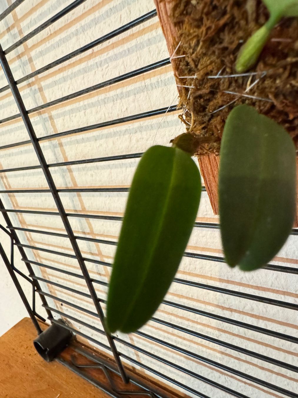 Plantes & graines: Bulbophyllum lasiochilum – D'occasion à Männedorf par mrclst 4