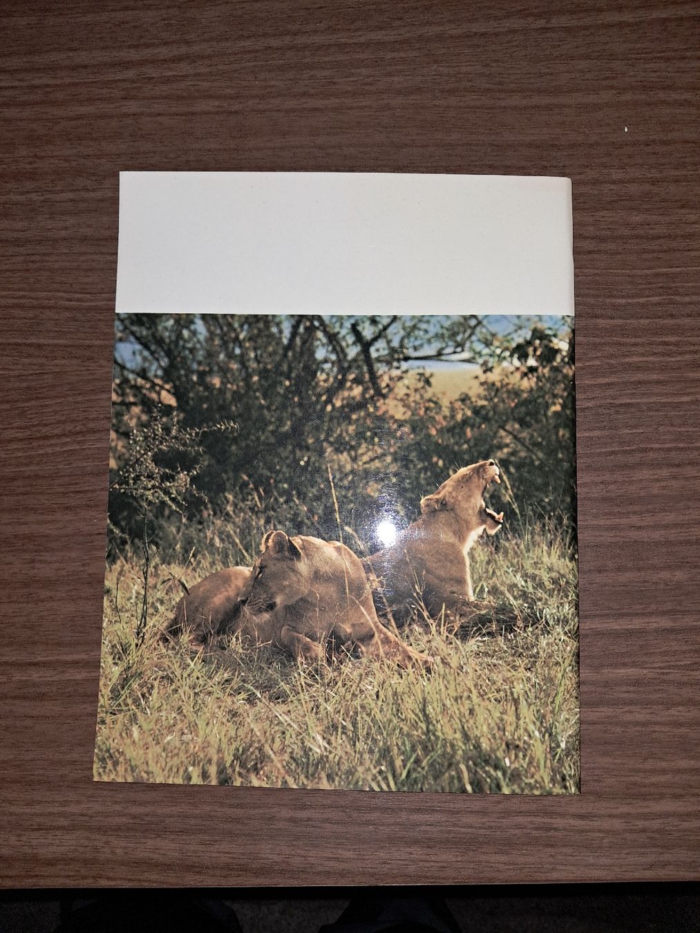 Libri: Excursions chez les lions – Usato da Le locle venduto da juliensaran 4