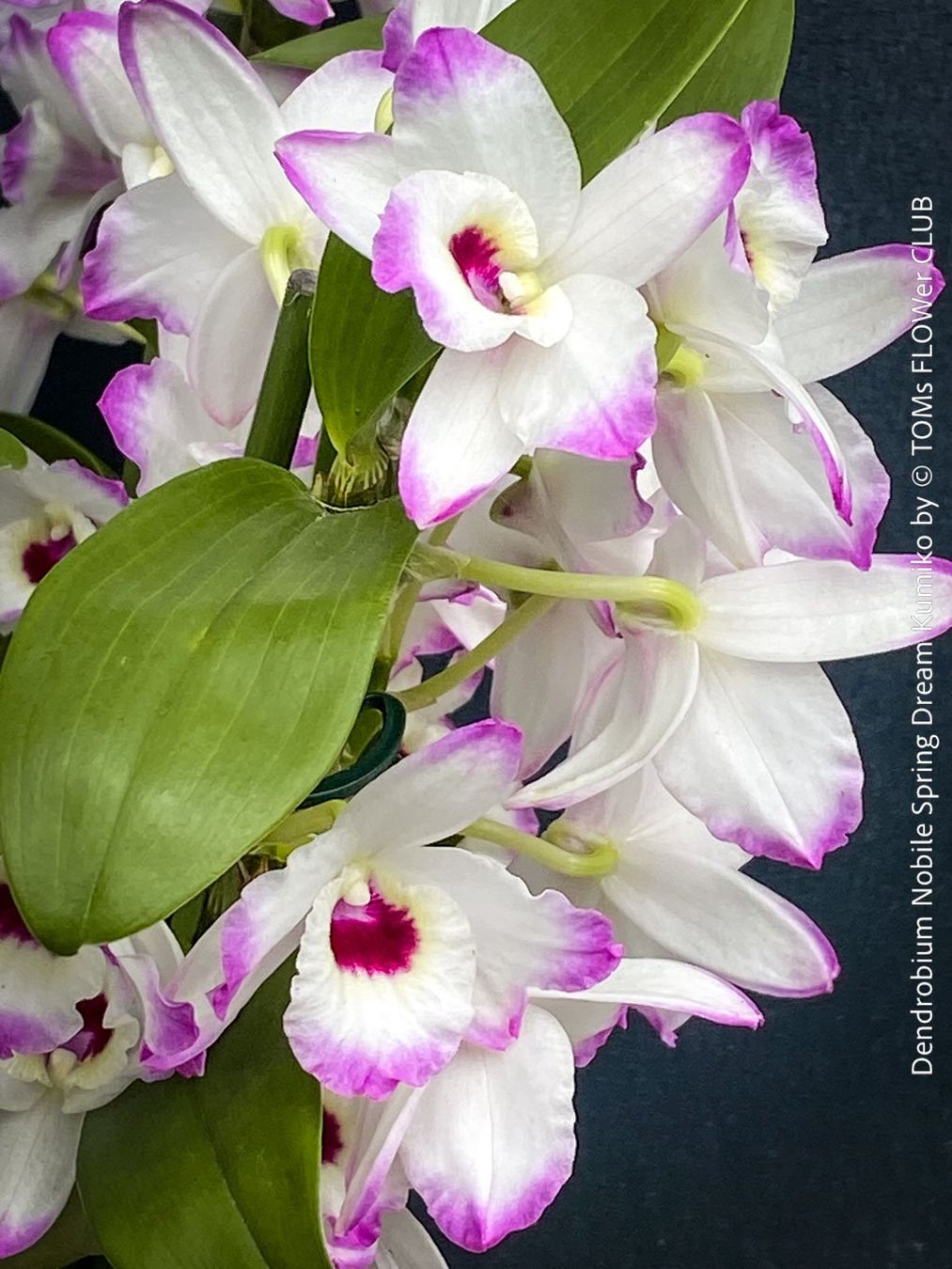 Piante & sementi: DeNDRoBiuM NoBiLe 'SPRiNG DReaM KuMiKo' - SPeKTaKuLäR – Usato da Adliswil venduto da asTOMas963 3
