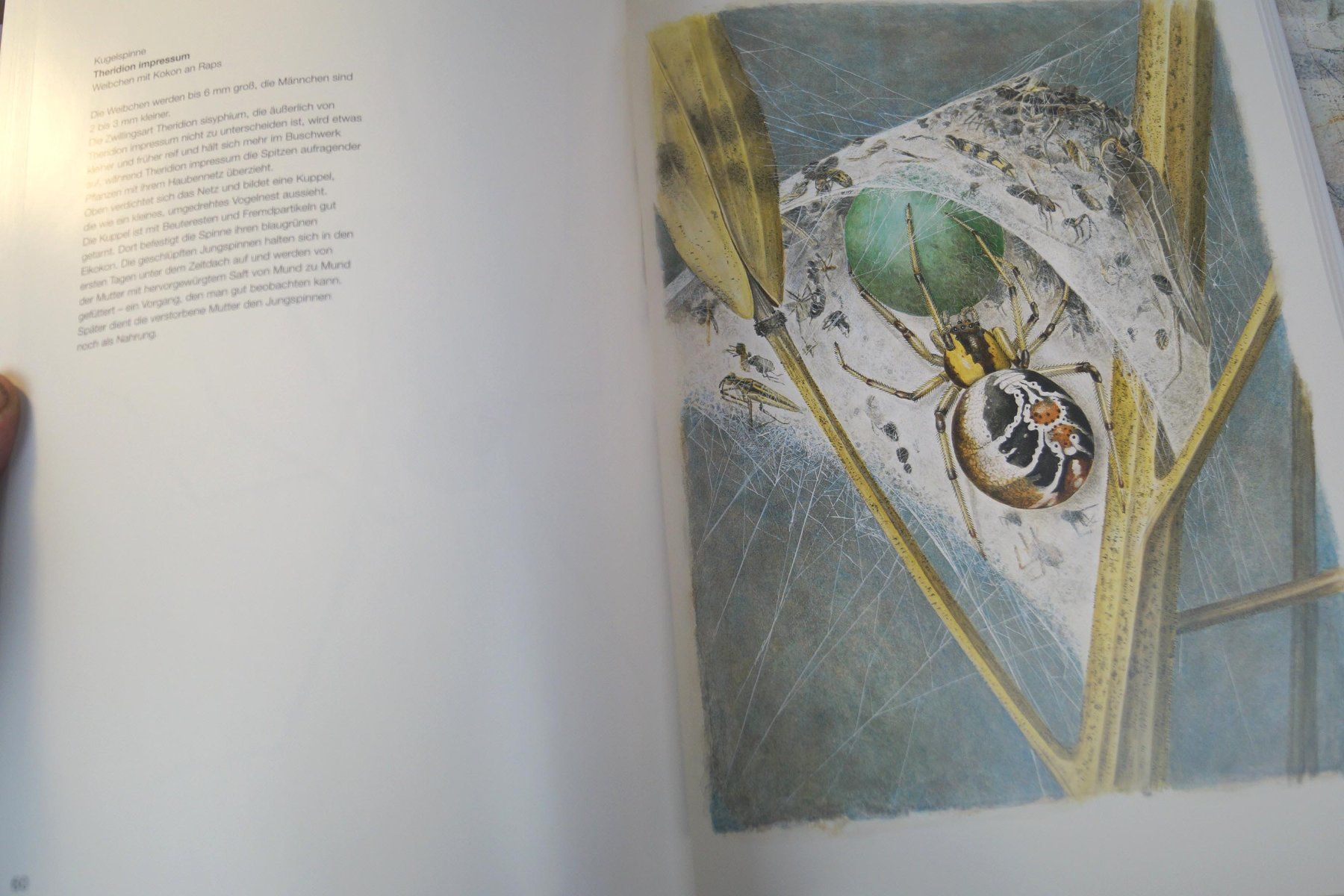 Bücher: Seltenes Spinnenbuch "Begegnungen mit der Spinne" Max Frei – Gebraucht aus Härkingen von sammelbecken 4