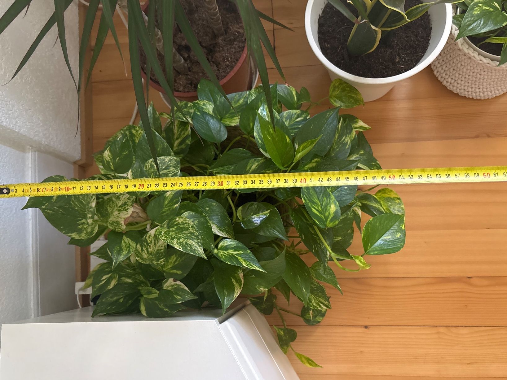 Plantes & graines: Belle plante verte Pothos + Panier – D'occasion à Romainmôtier par val_r8sn 2