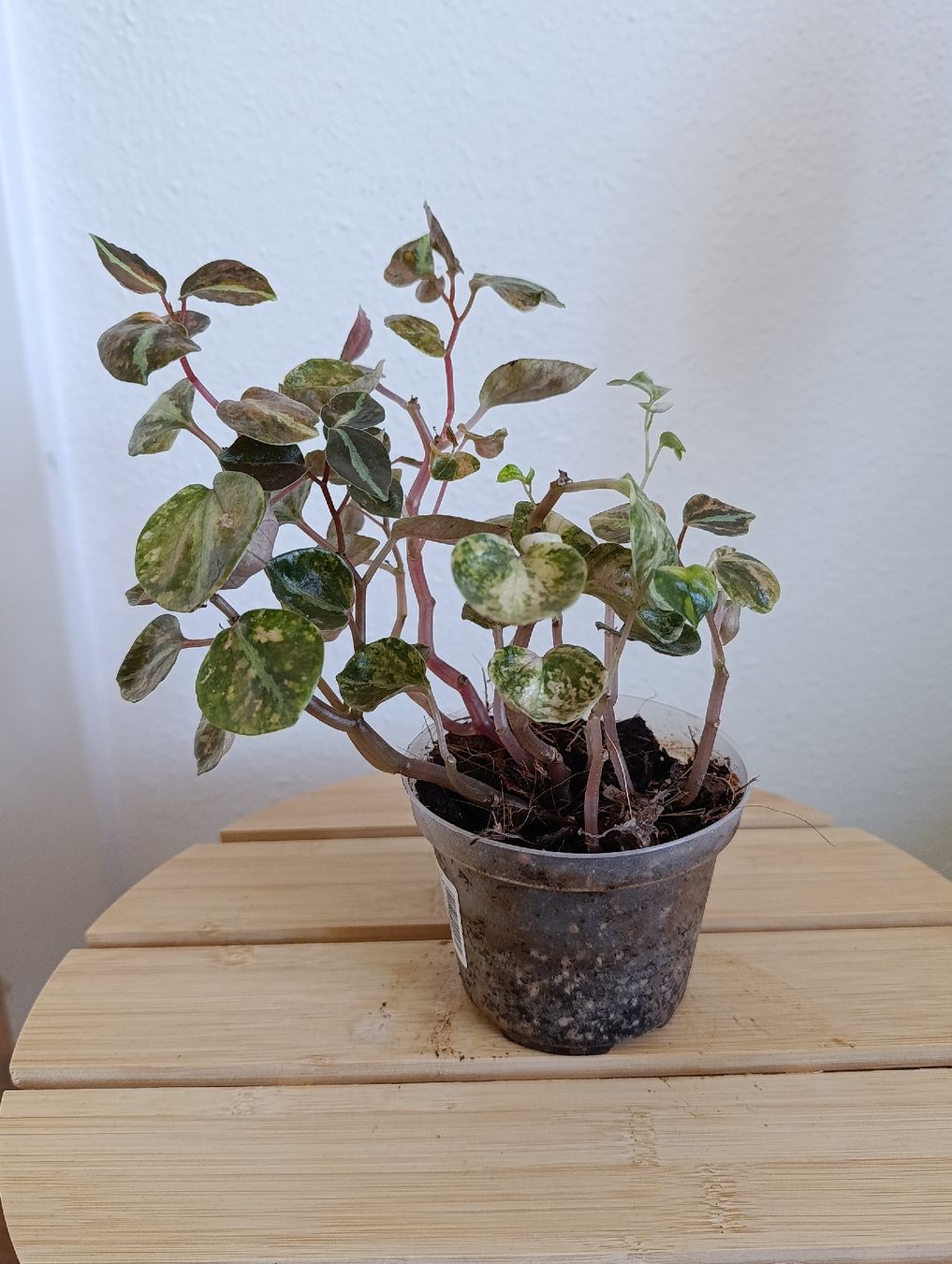 Piante & sementi: Peperomia Creme Brulee – Usato da Baar venduto da L.isa28 3