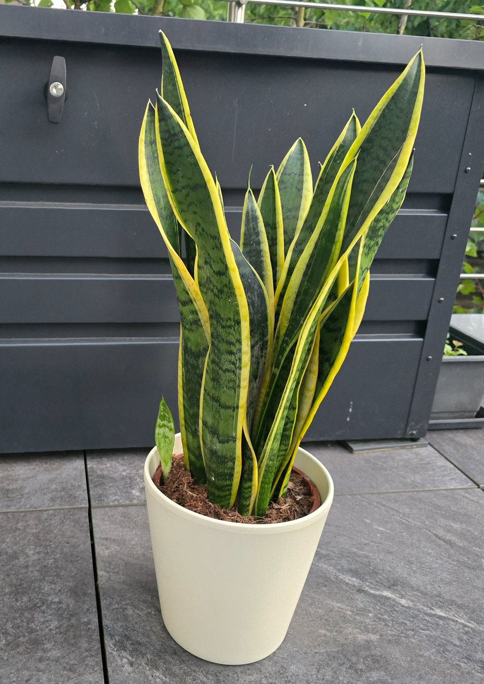 Piante & sementi: Sansevieria, Bogenhanf Zimmerpflanze mit Topf – Nuovo (secondo la descrizione) da Aarburg venduto da Glitzerschein