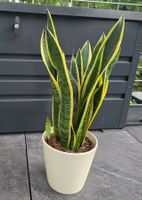 Sansevieria, Bogenhanf Zimmerpflanze mit Topf