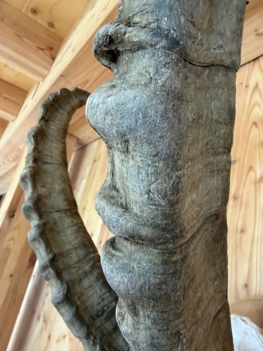 Sonstiges zum Sammeln & Seltenes: Steinbock Geweih – Gebraucht aus Pontresina von pepero64 1