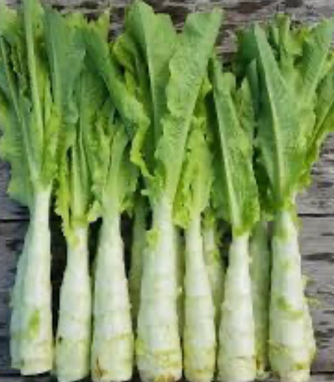 Piante & sementi: 20 SAMEN CELTUCE SPARGEL SALAT – Nuovo e nell'imballaggio originale da Rovio venduto da POSITIFFARTandPLANTS 2