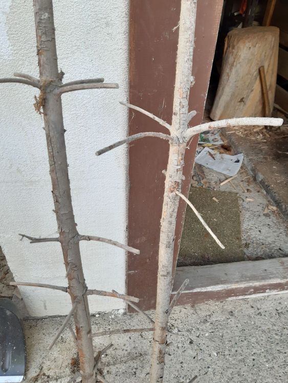 Bohnenstangen aus Holz ca. 2.30m Kaufen auf Ricardo