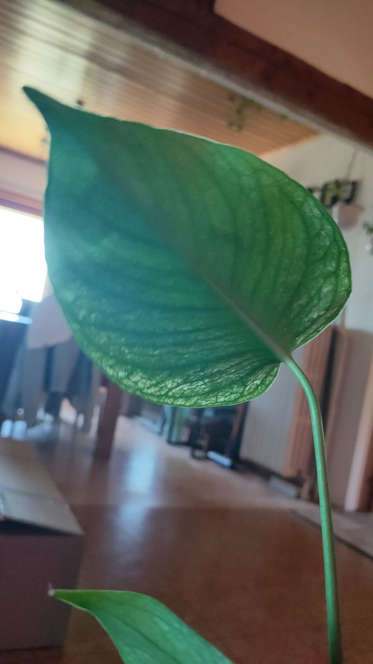 Piante & sementi: monstera Devil très rare !! – Nuovo (secondo la descrizione) da St-Aubin-Sauges venduto da may_2yrv 5