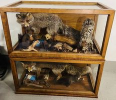 7 Tierpräparate mit grosser Holzvitrine 