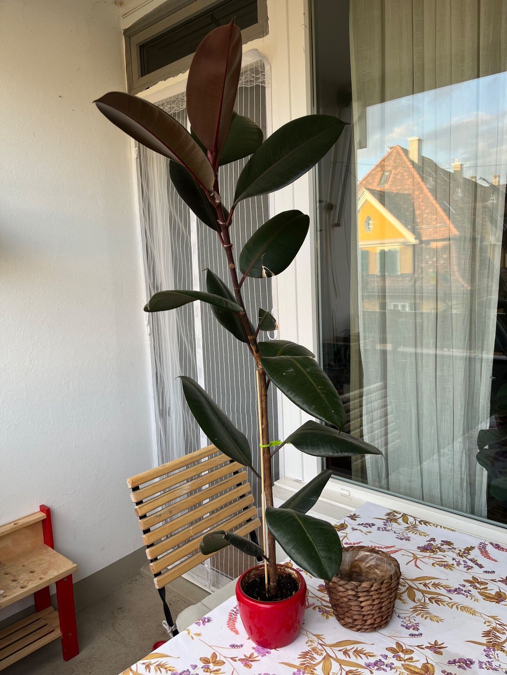 Piante & sementi: Gummibaum (Ficus elastica) – Usato da Bern venduto da kho_s6j8 1