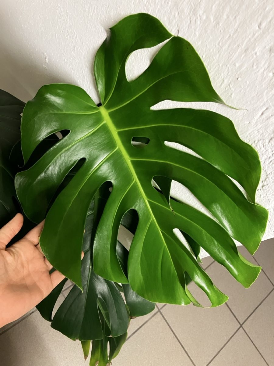 Plantes & graines: Grosse Monstera – D'occasion à Zürich par ysk_xn8c 1