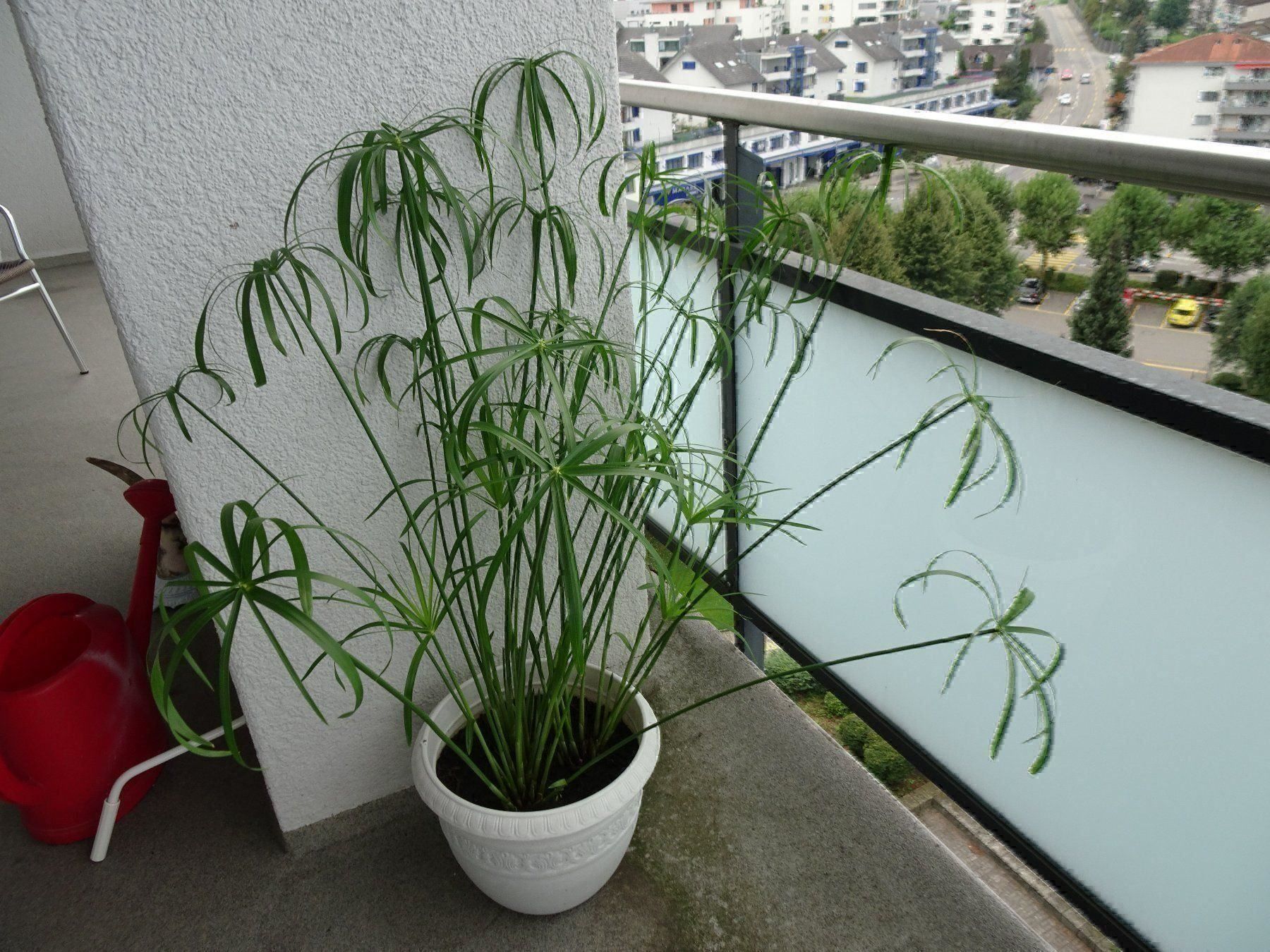 Pflanzen & Samen: PAPYRUS ** ZYPERGRAS ** 4 Setzlinge ** LUFTREINIGEND – Neu (gemäss Beschreibung) aus Luzern von xrayspex99 4