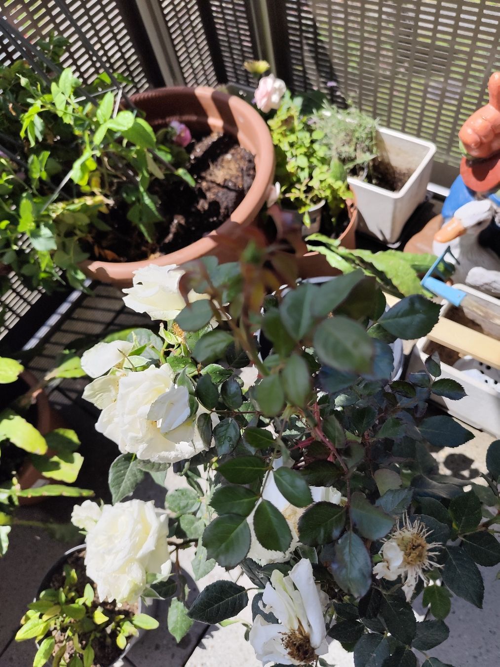 Pflanzen & Samen: Rose  – Gebraucht aus Grossdietwil von bie_2bn5 2